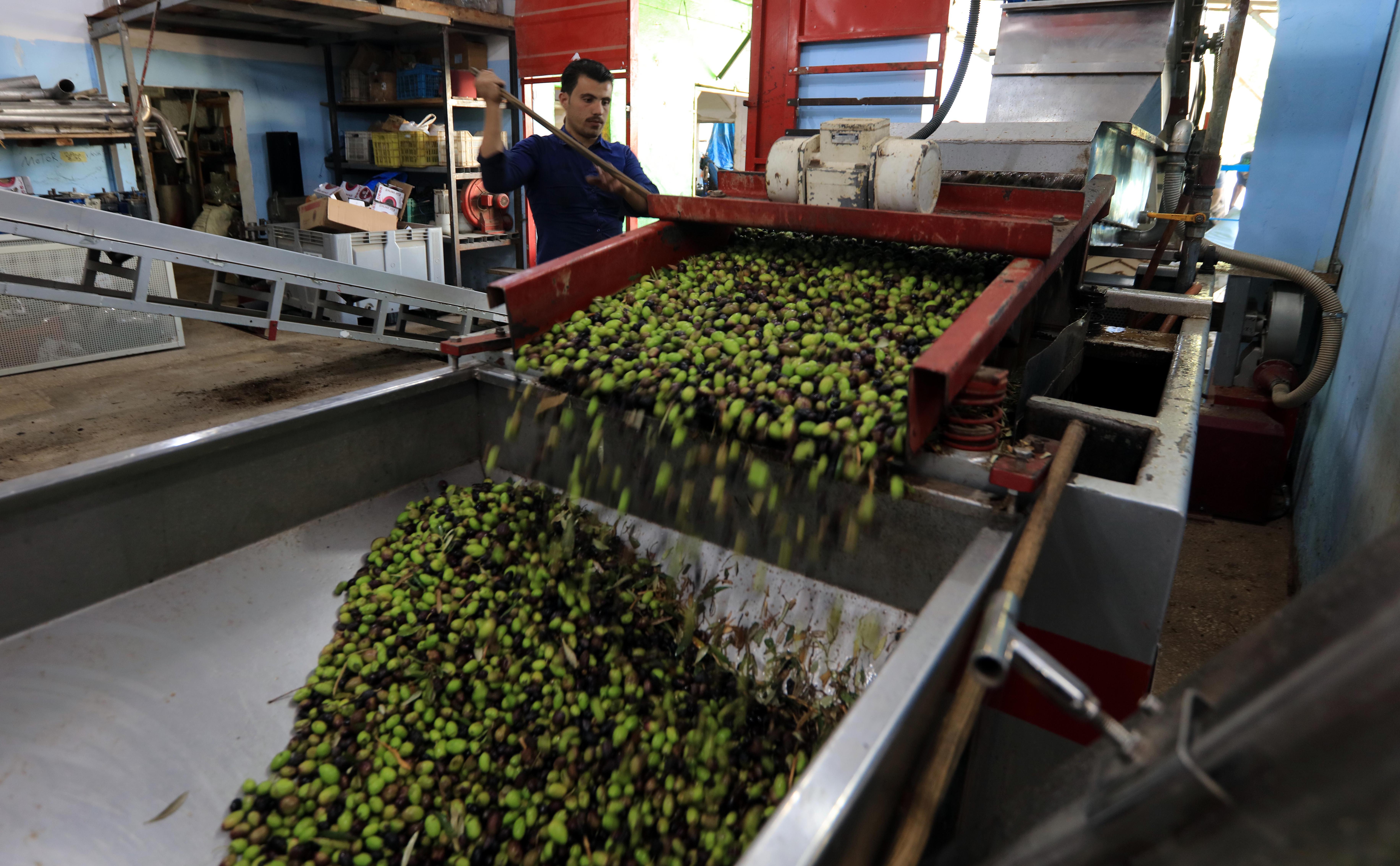 Эксперты спрогнозировали рост цен на оливковое масло из-за жары в Испании