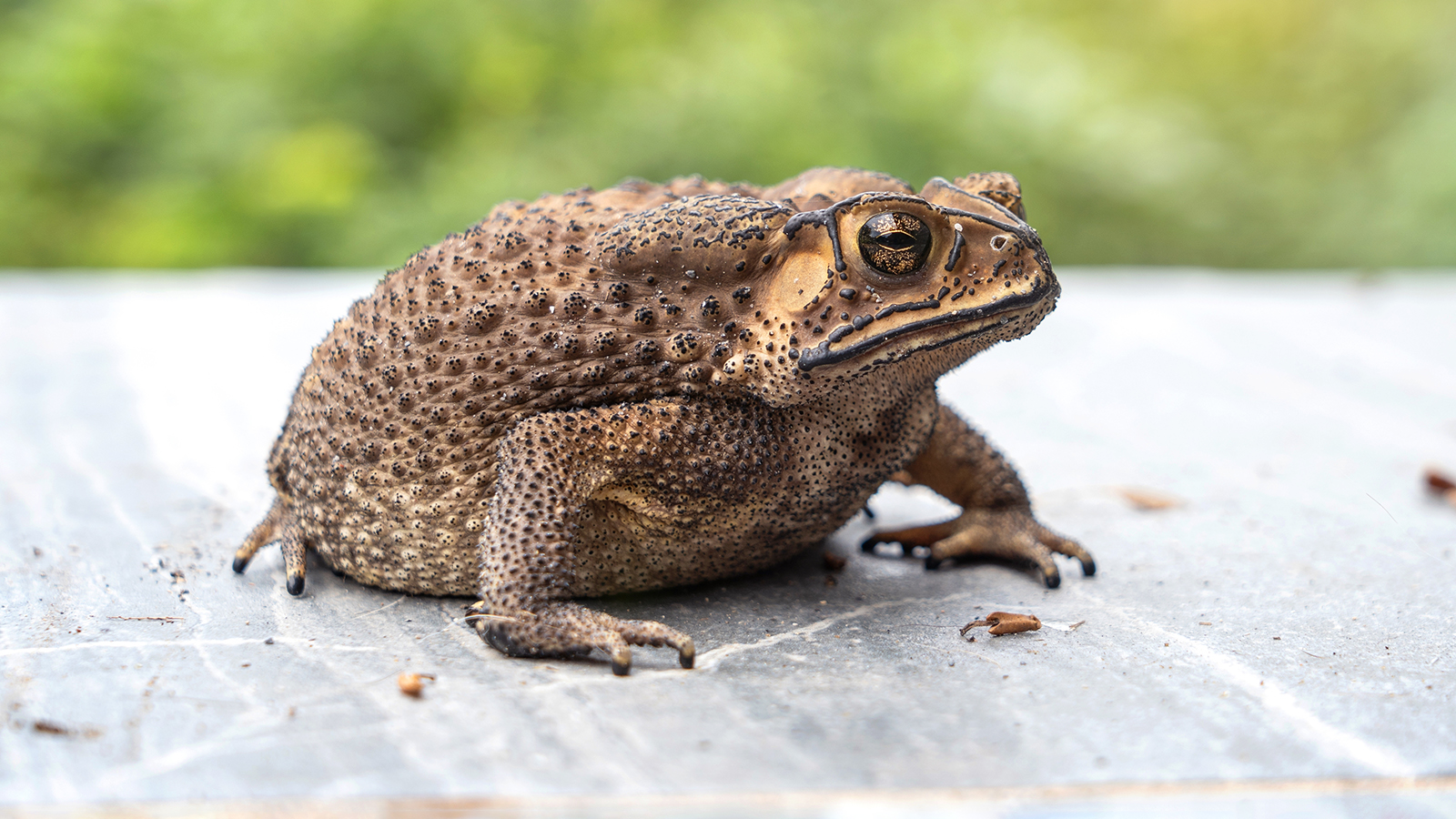 Бугорчатая лягушка