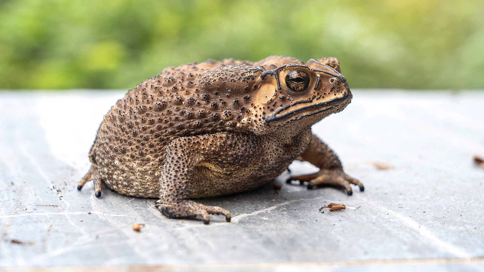 Бугорчатая лягушка