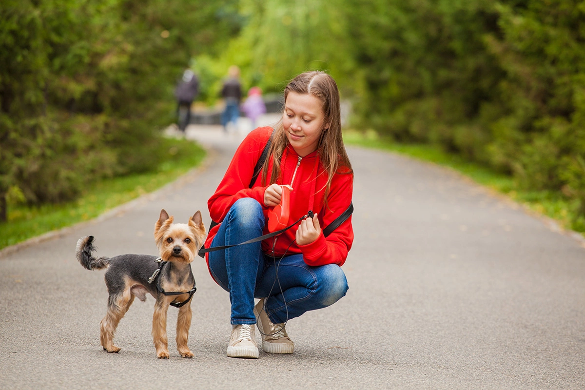 Йоркширский терьер