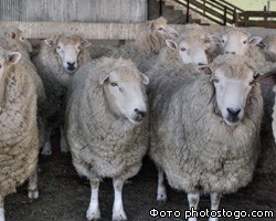 В Греции введено обязательное освещение овец