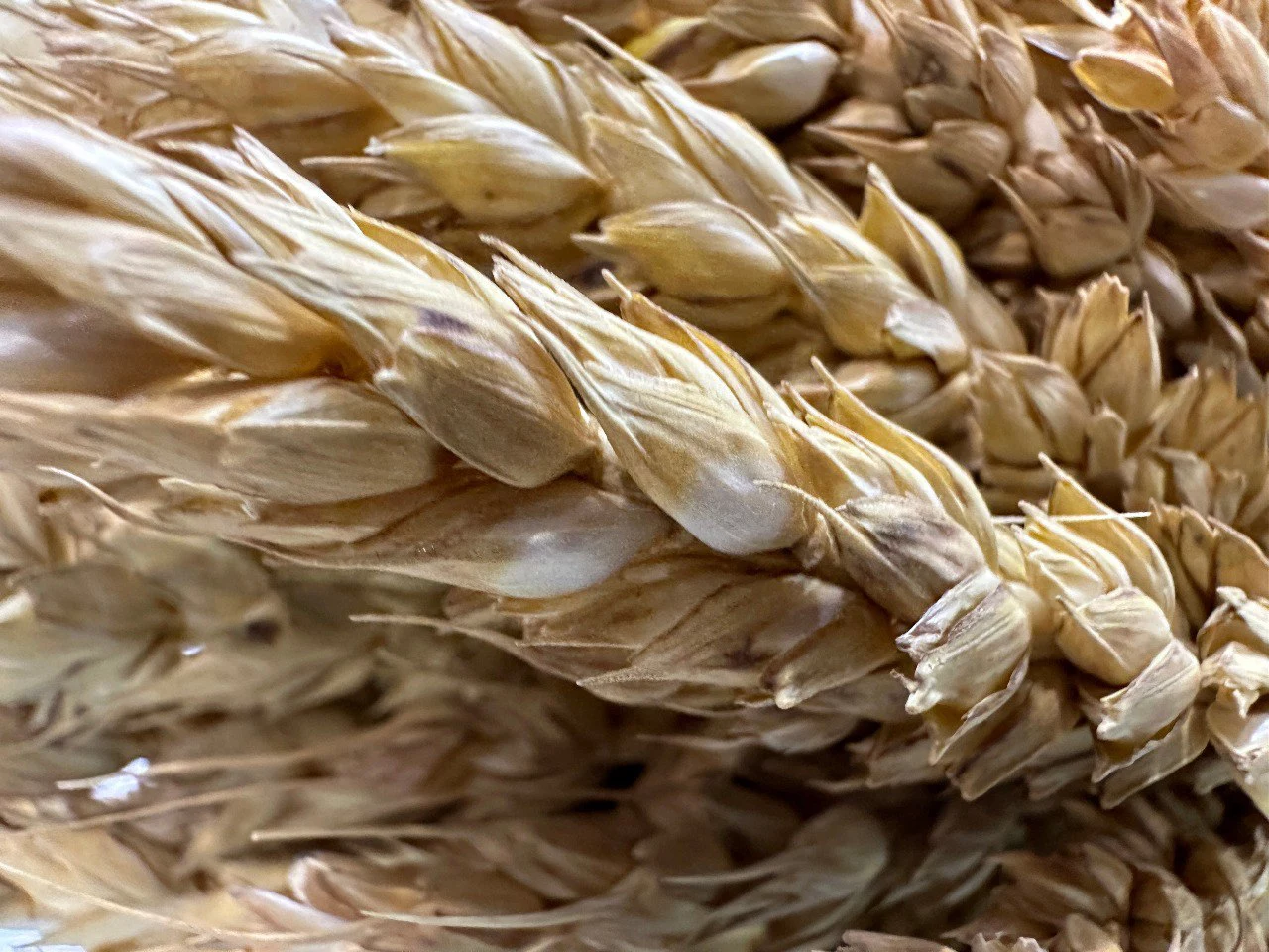 Батаршинова Анастасия, РБК Краснодар