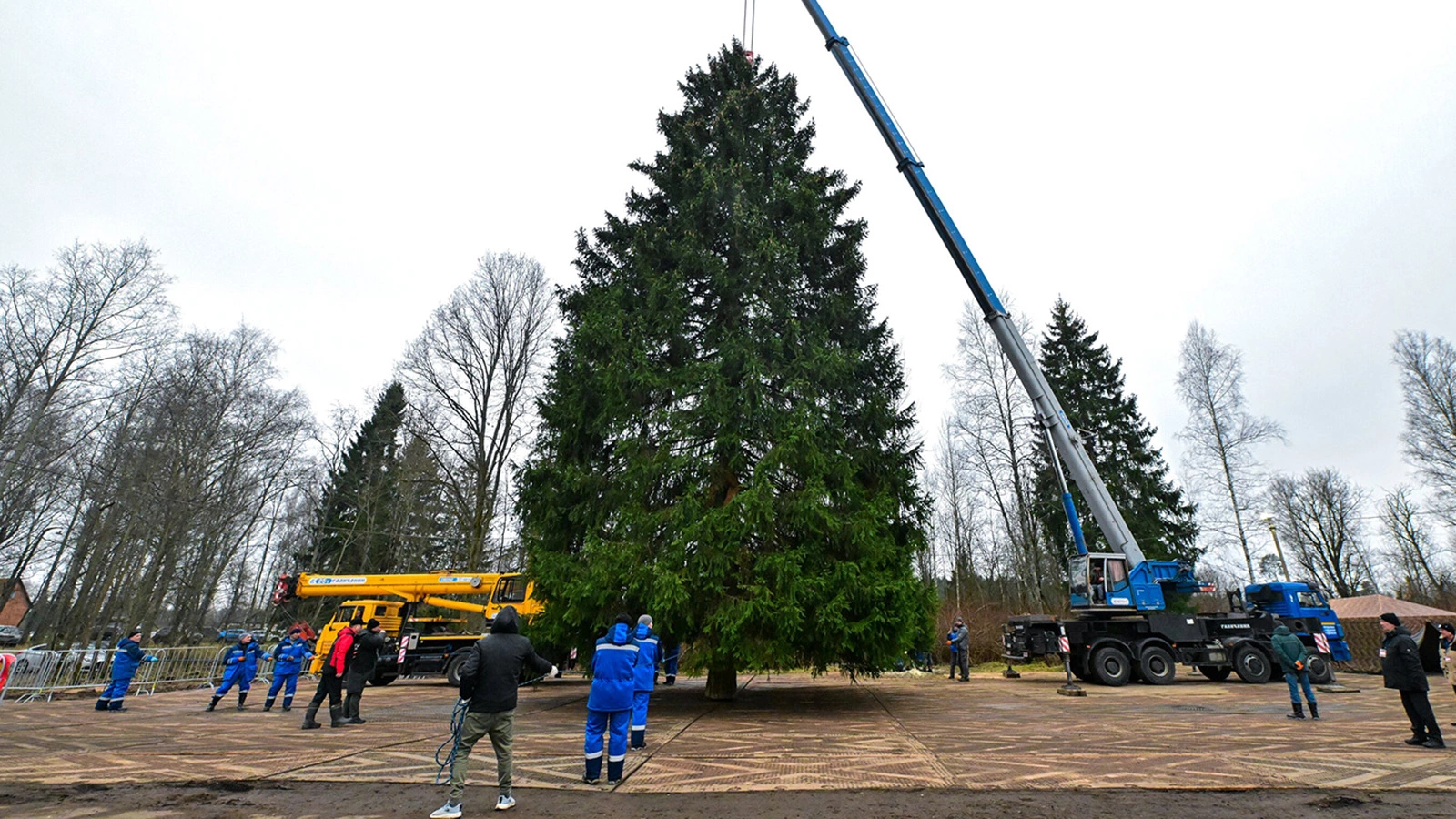 Церемония спиливания главной новогодней елки России в Рузском муниципальном округе, 8 декабря 2025 года
