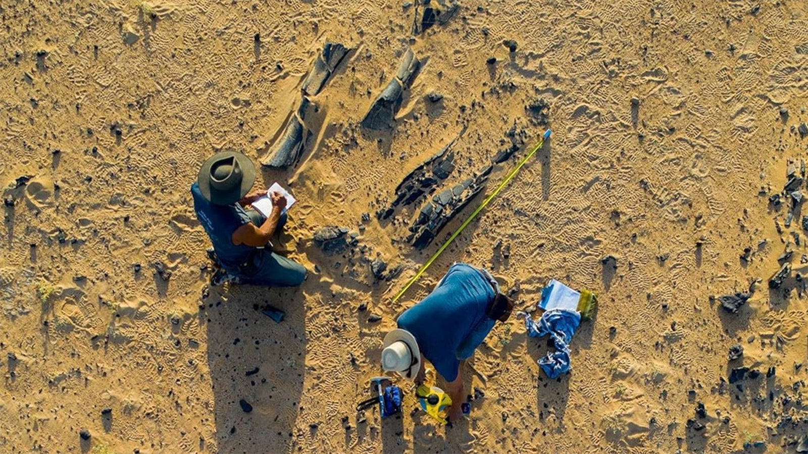 Окаменелости нового вида динозавров