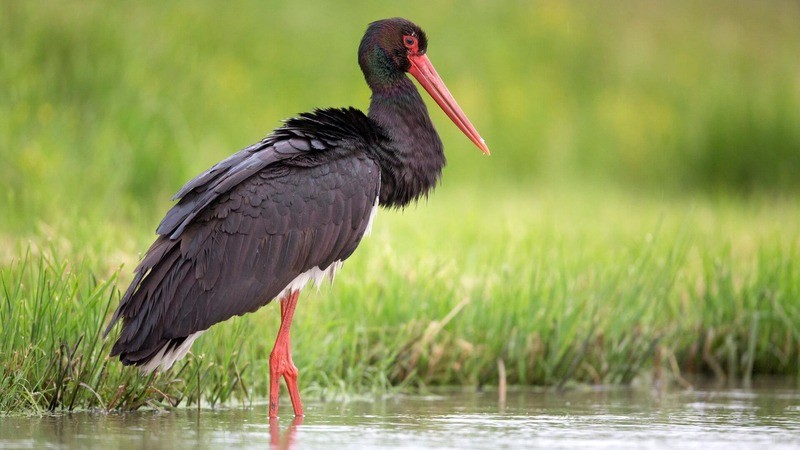 Фото: Красная книга России