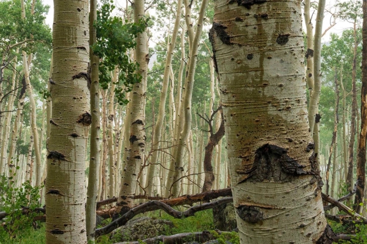 Дерево Пандо