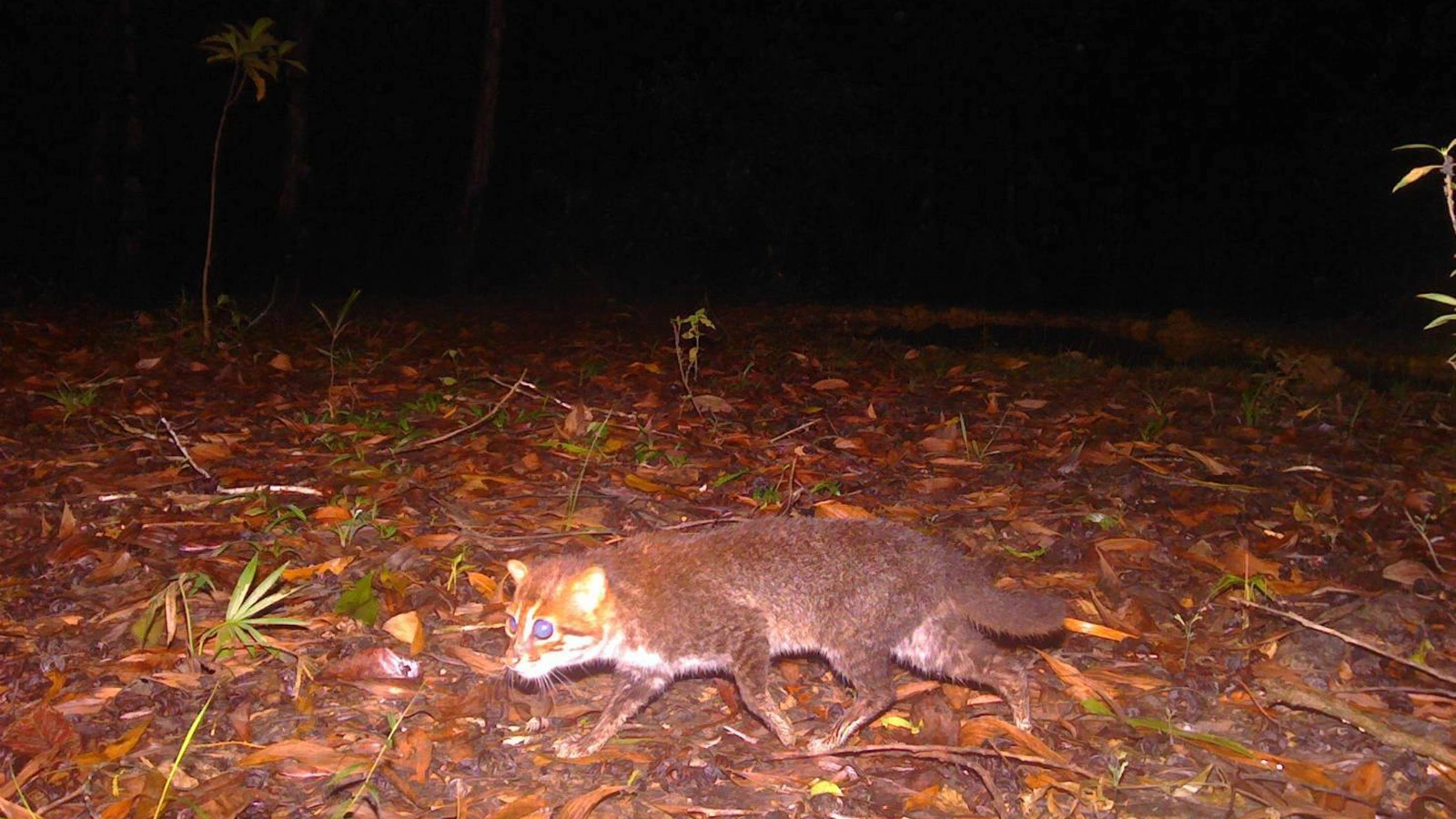 Редкая дикая плоскоголовая кошка