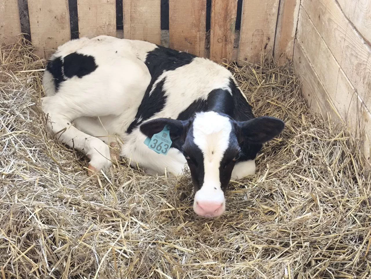 РБК Татарстан