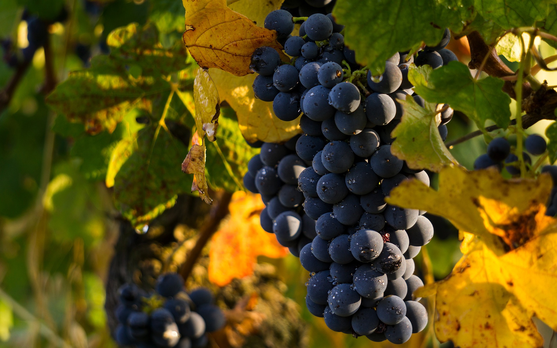 Фото: pixabay.com