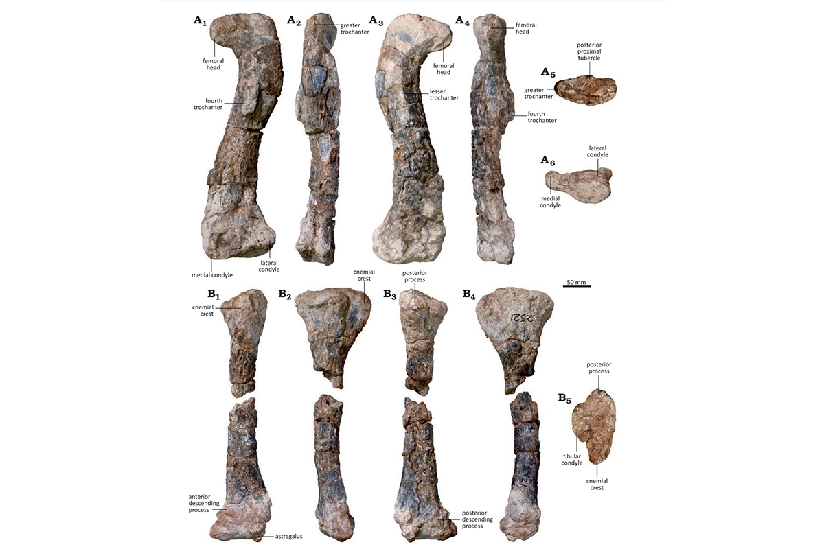 <p>Найденная окаменелость Musankwa sanyatiensis представлена остатками задней ноги, включая кости бедра, голени и лодыжки</p>