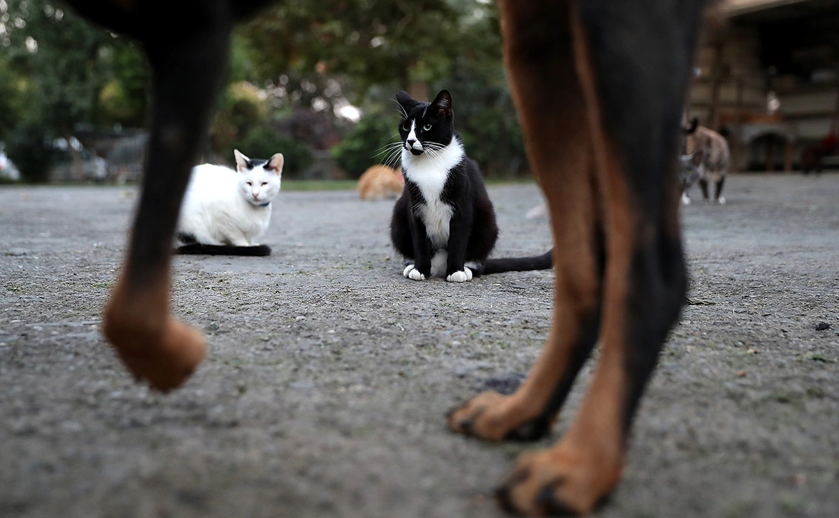 Justin Sullivan / Getty Images