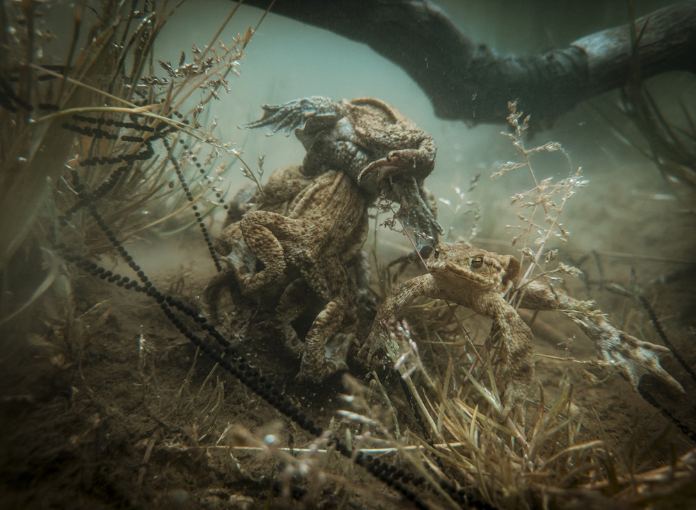 Обыкновенные жабы в процессе спаривания