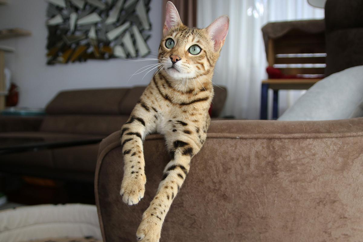 Бенгальская кошка