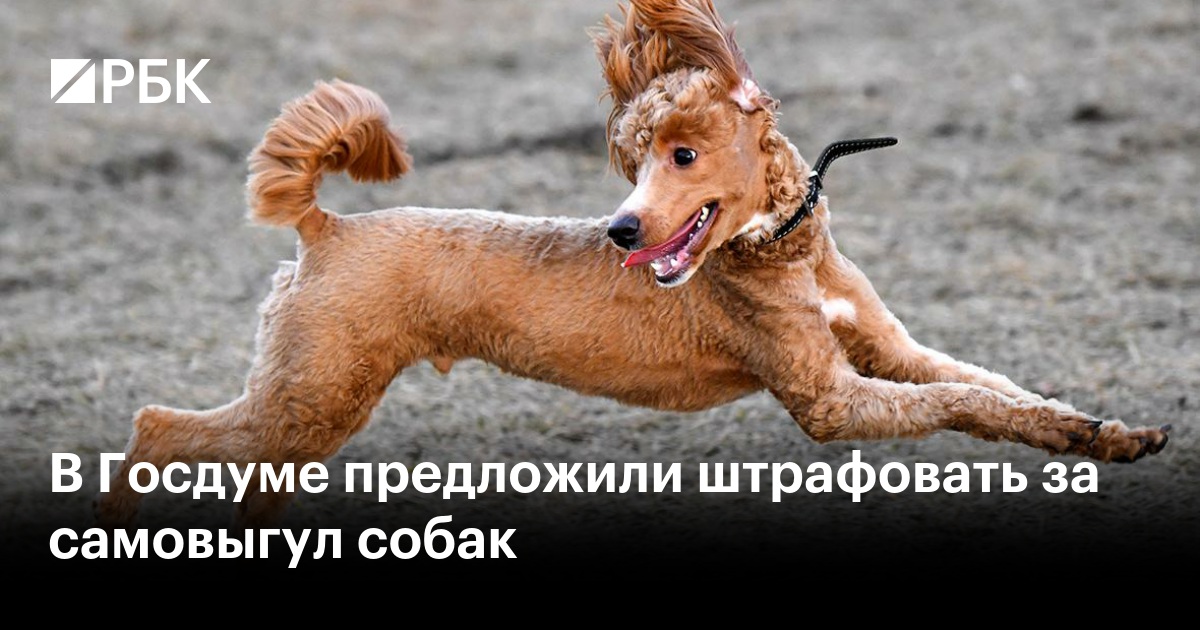 В Госдуме предложили штрафовать за самовыгул собак — РБК