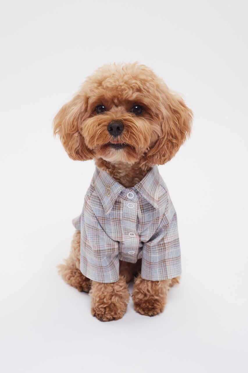 Фото: Hug me dog