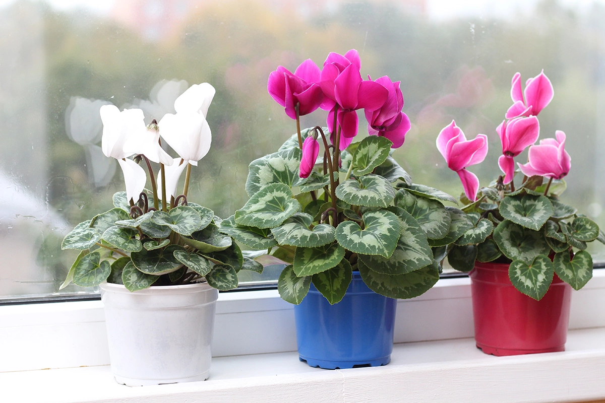 При правильном уходе цикламен может расти на окне более 20 лет