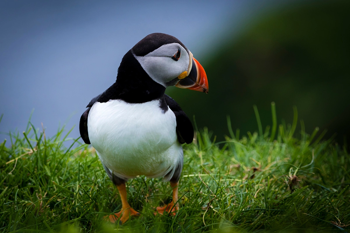 Международный день птиц отмечают с 1894 года