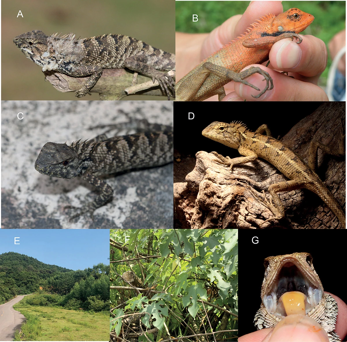 <p>Обнаруженные учеными в Южном Китае особи садовой&nbsp;ящерицы&nbsp;Ванга (Calotes wangi)</p>