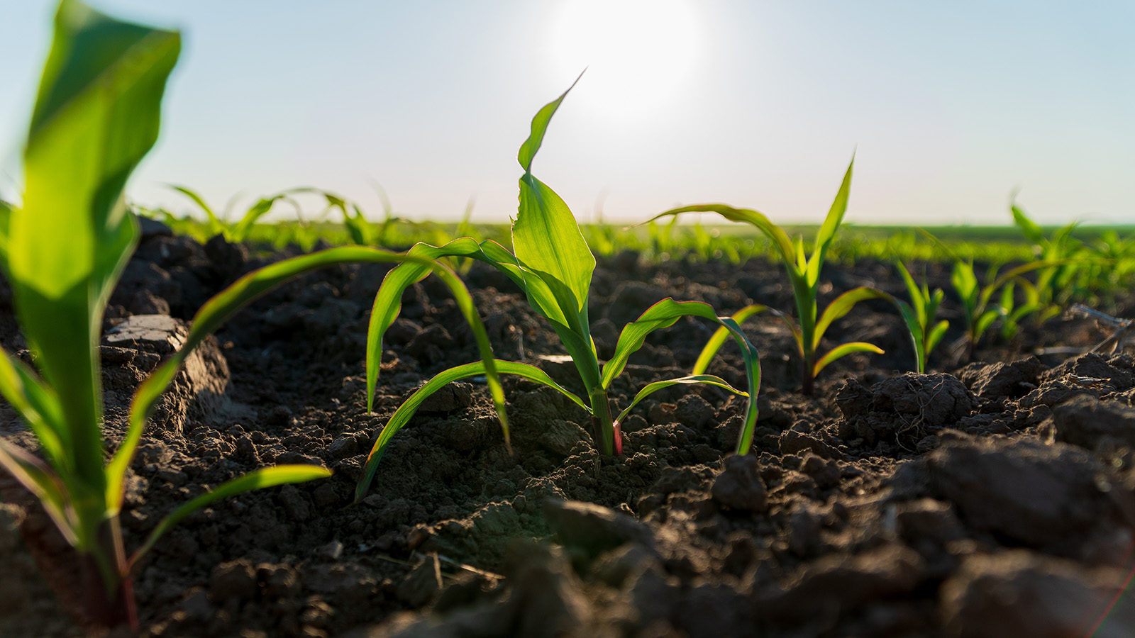 Что такое фотосинтез и как он происходит