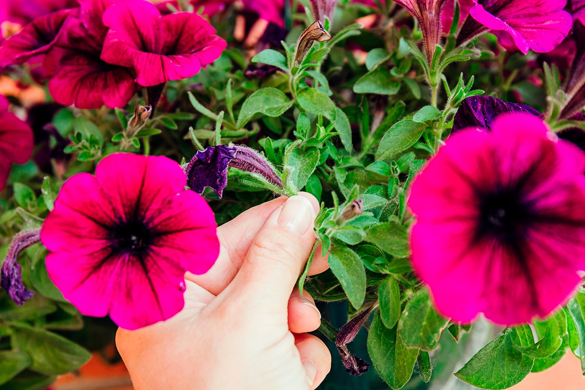 Когда и как нужно прищипывать петунию для обильного цветения