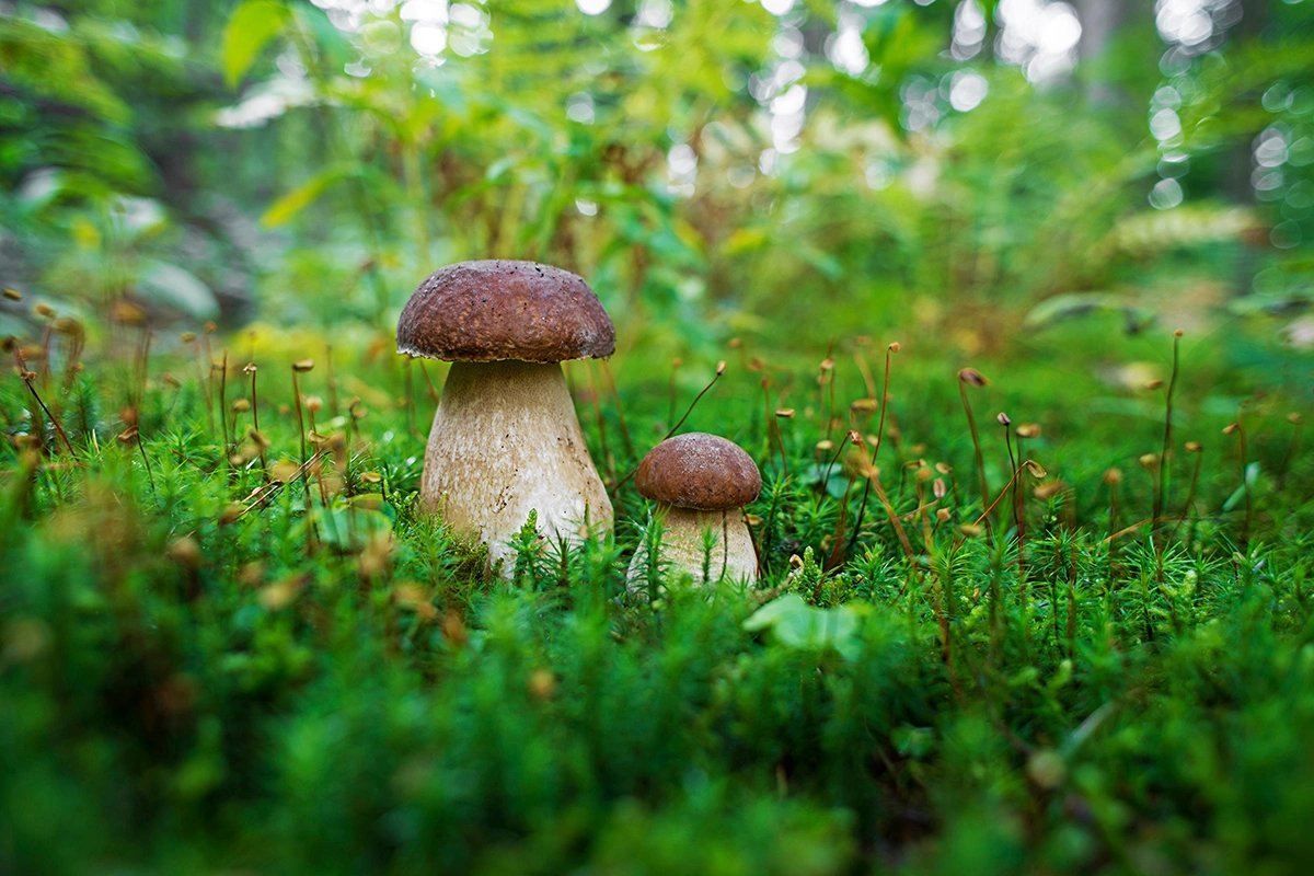 Белый гриб (Boletus edulis)