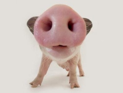 Эксперты: Запрет на импорт живых свиней – шанс для волгоградских селекционеров