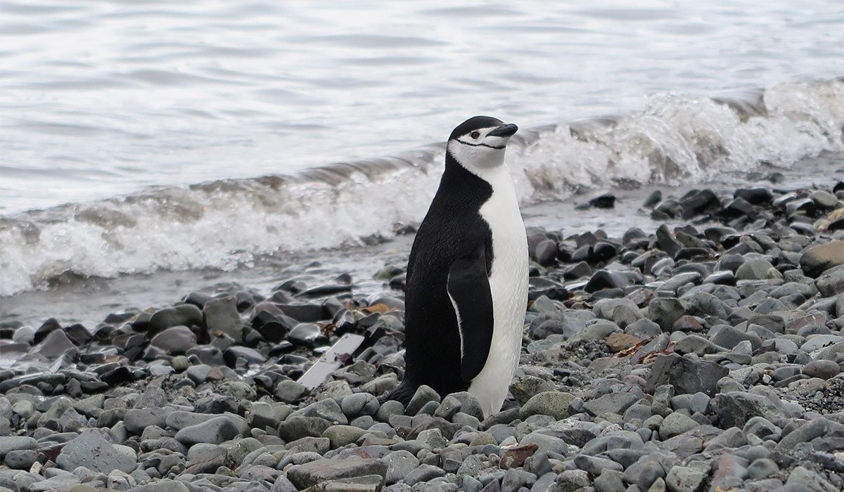 <p>На фото: пингвин стоит на пляже недалеко от чилийской исследовательской станции&nbsp;на антарктическом острове Кинг-Джордж</p>