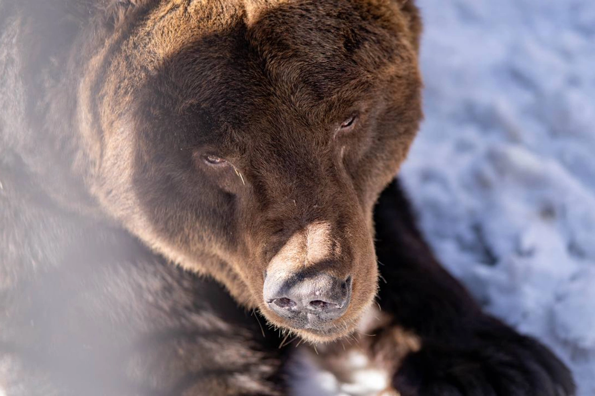 <p>Медведь из Новосибирского зоопарка</p>