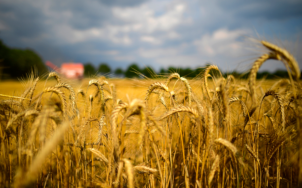 Экспорт пшеницы ограничат новой пошлиной. Как это влияет на цену хлеба