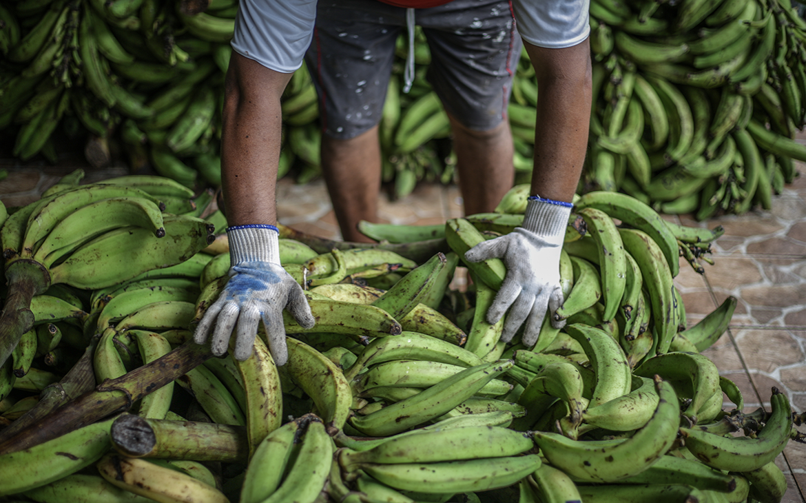 Эквадор оценил потери поставок бананов из-за конфликта на Украине