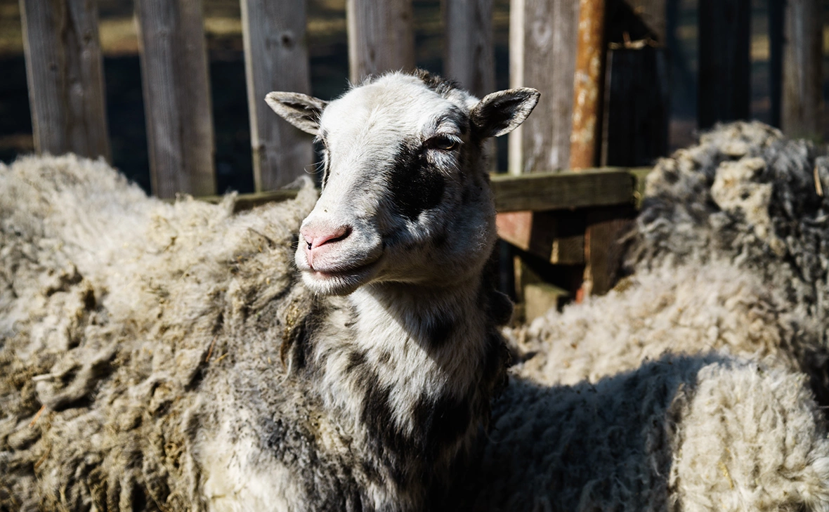 Олег Яковлев / РБК