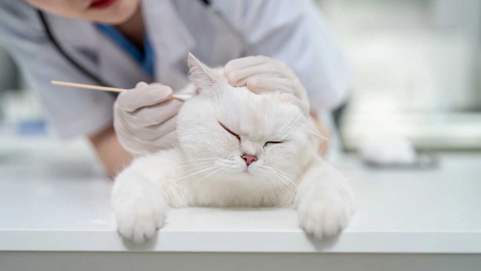 Как чистить уши кошке