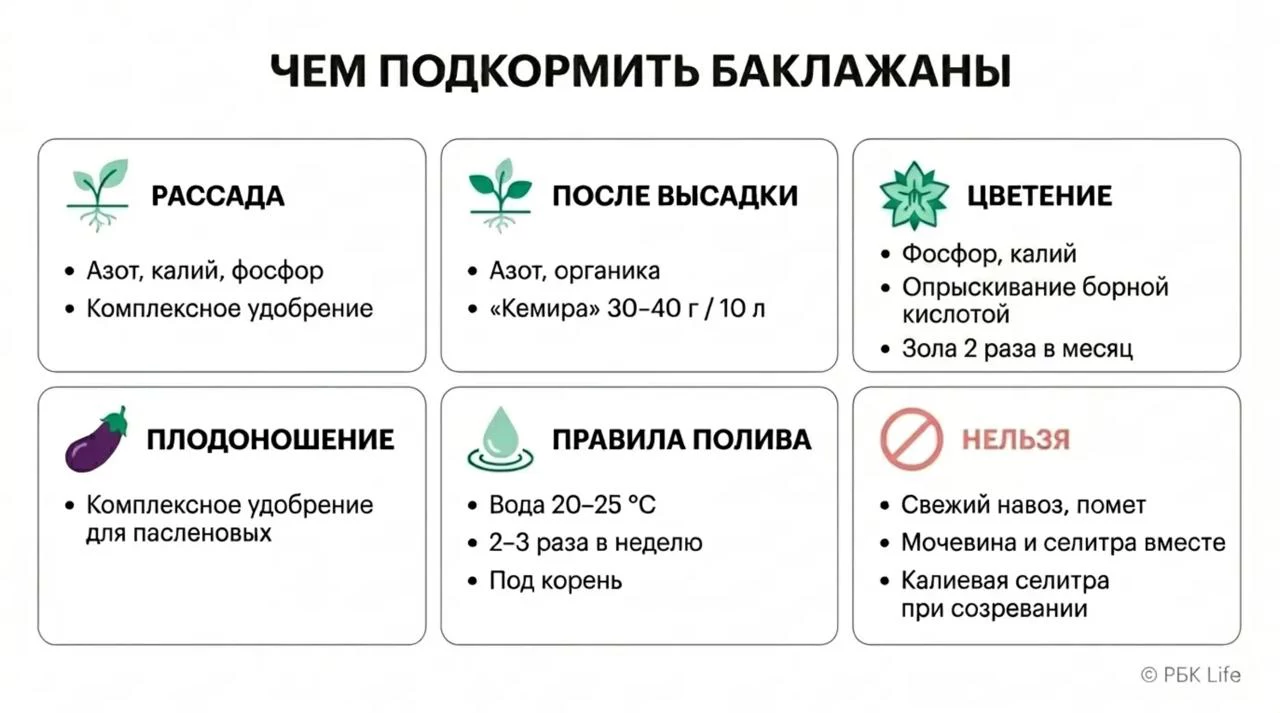 Чем можно и нельзя подкармливать баклажаны