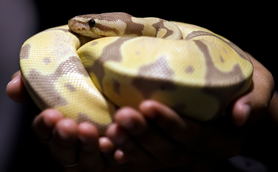 Rungroj Yongrit / EPA / TACC