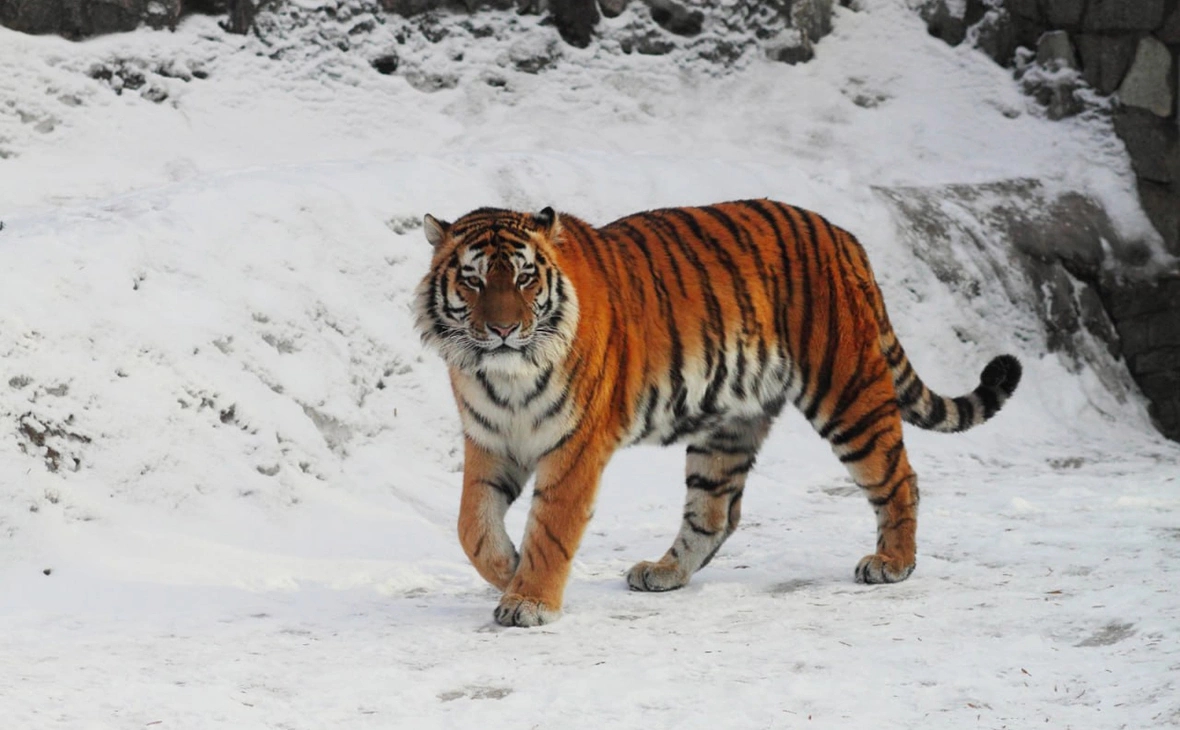 lenzoopark / Telegram