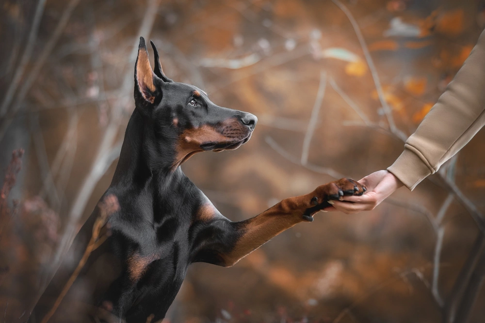<p>Доберман может стать как первоклассной охранной собакой, так и дружелюбным членом большой семьи</p>