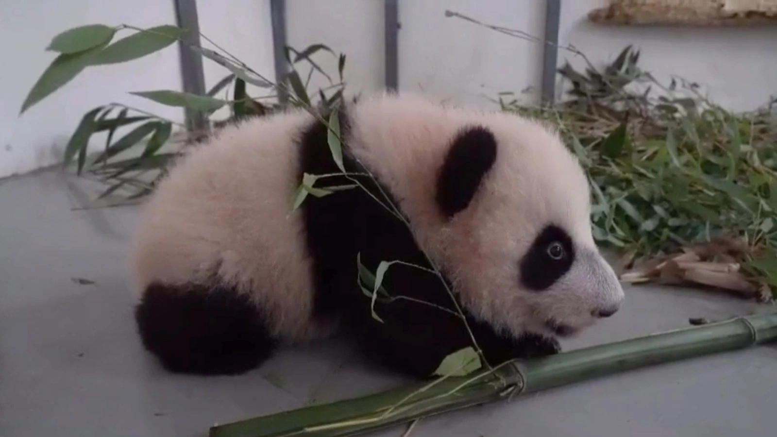 Детеныш панд из Московского зоопарка сделал первые шаги. Видео | РБК Life