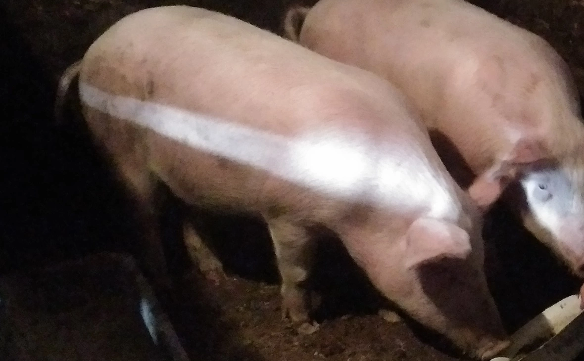 РБК Черноземье