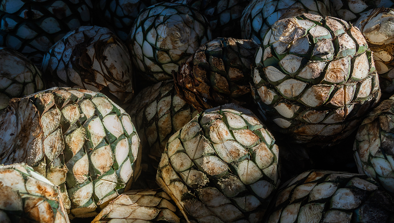 Австралийские серфингистки начали делать текилу в Мексике