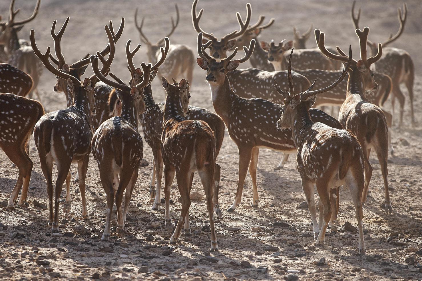 Фото: пресс-служба Anantara