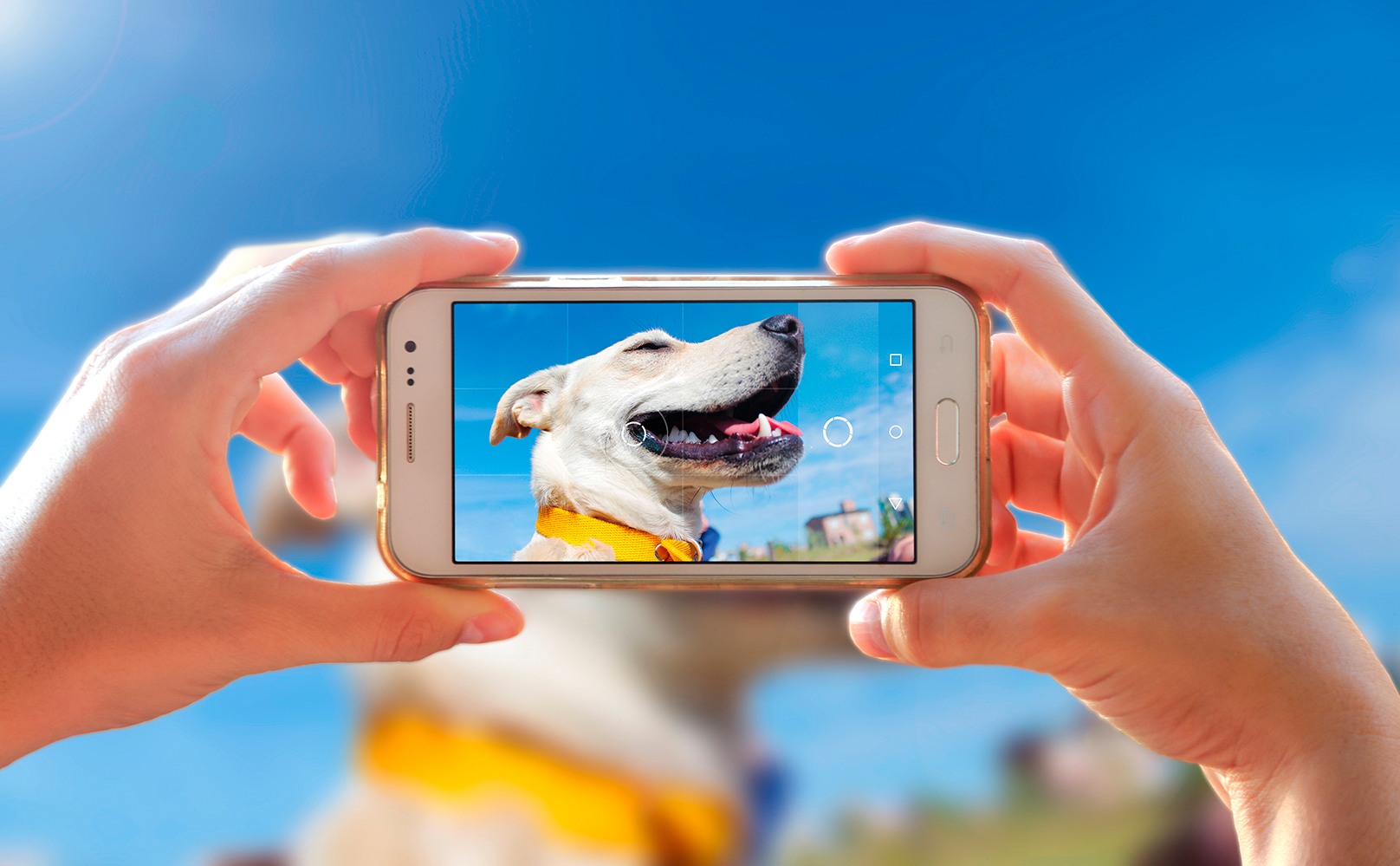Собаки и сотовый телефон фотографии