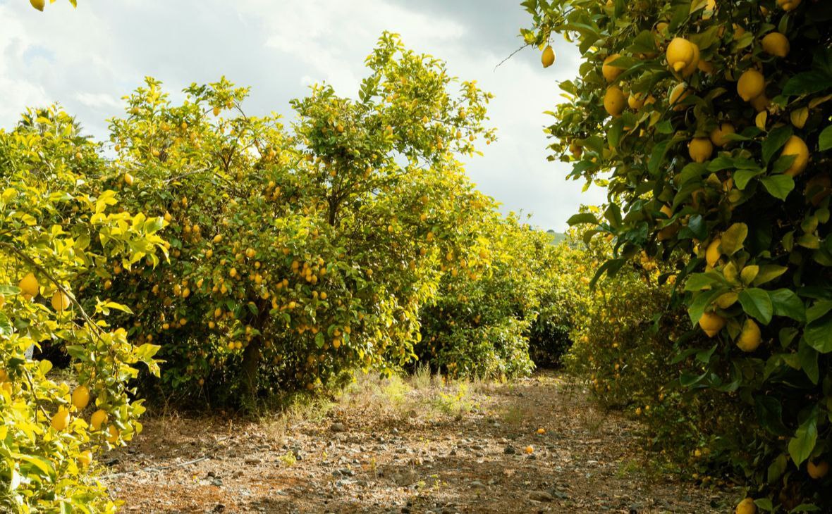 Фото: freepik.com