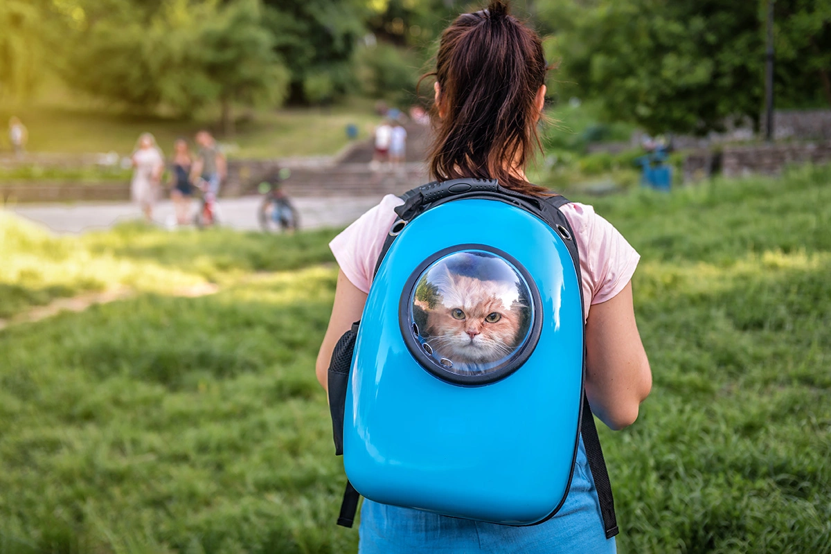 Начинать приучение надо с коротких еженедельных поездок, например просто прогуляться вокруг дома