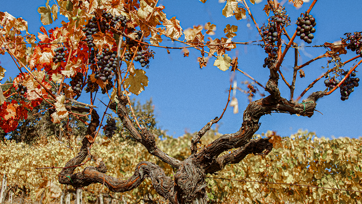 Запущен первый конкурс фото старых виноградных лоз. Что нужно для участия