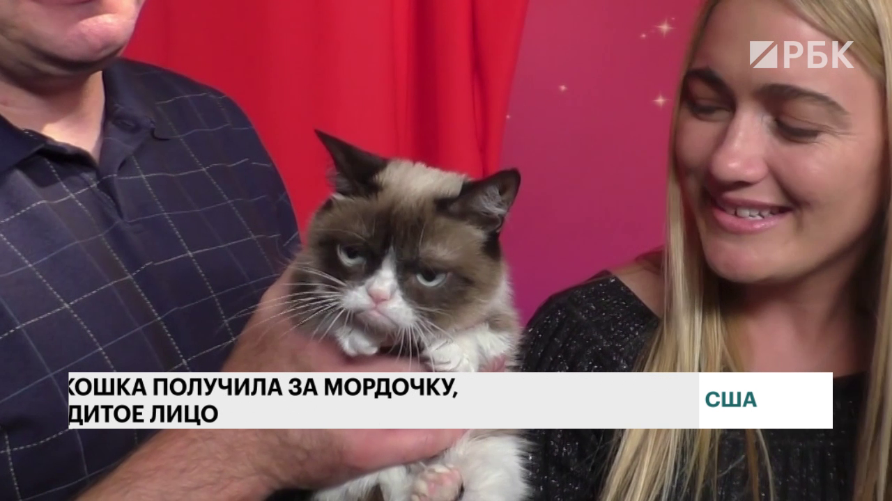 Умерла кошка-мем Grumpy Cat