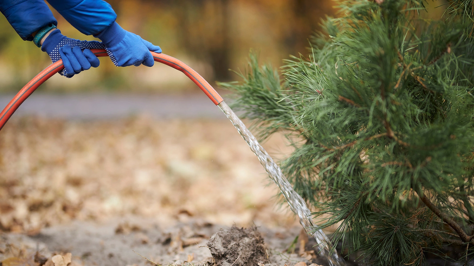 Влагозарядковый полив хвойных деревьев