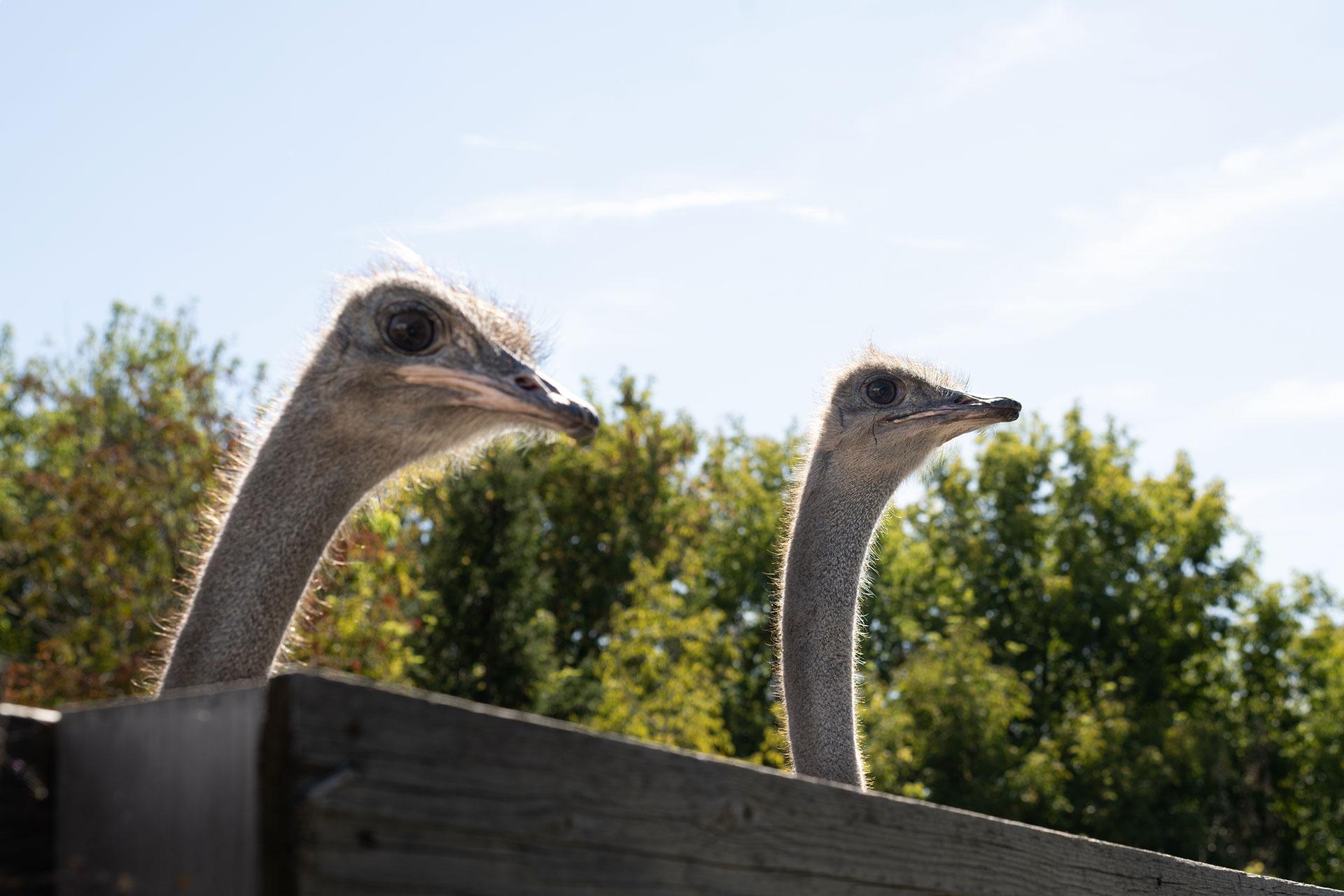 Ферма &laquo;Red Wall Family&raquo;