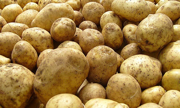 Активисты начнут сажать картошку в дорожные ямы