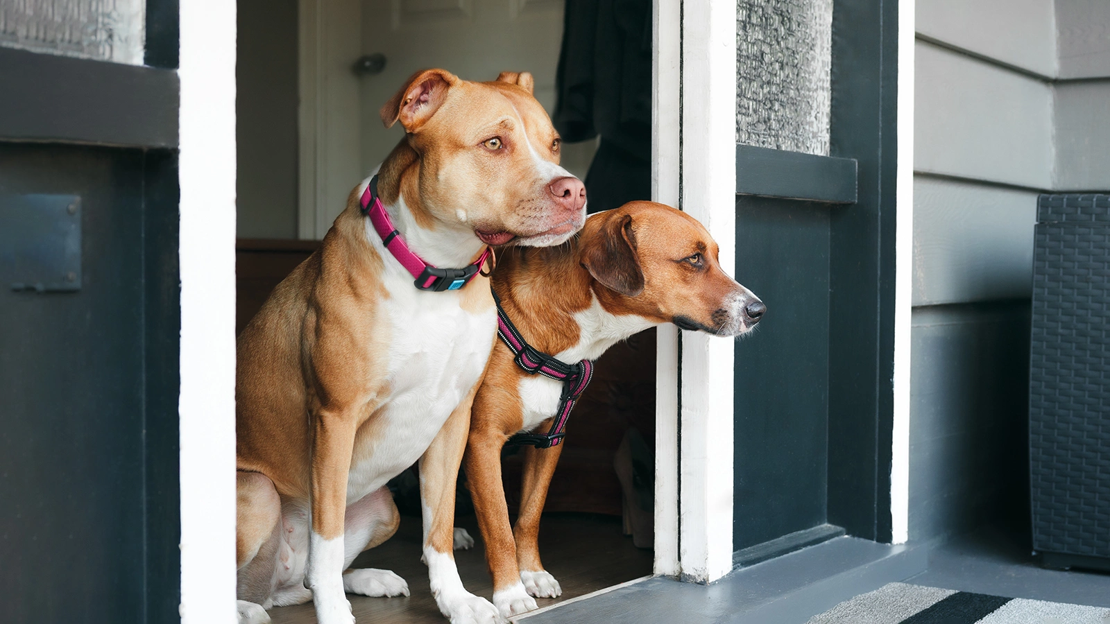 В России предложили ввести обязательную регистрацию домашних животных