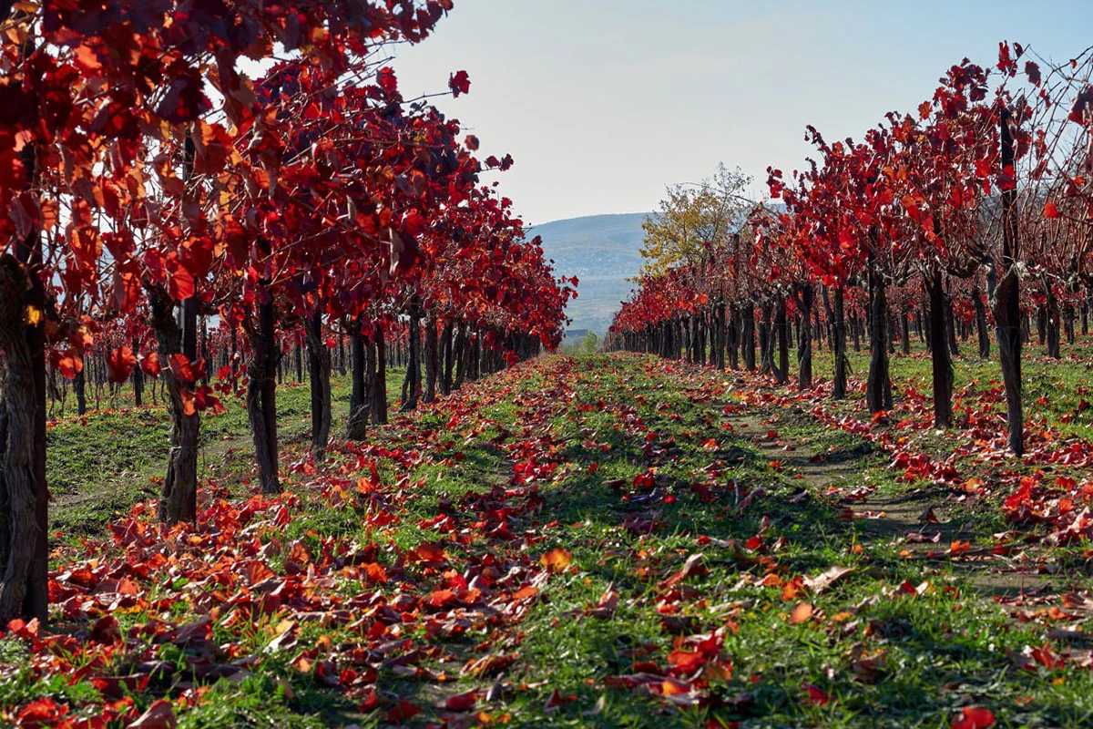 «Винодельня Марченко»